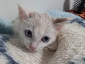 Gato raça SRD-ViraLata idade 2 a 6 meses nome Gatinhos 4 meses