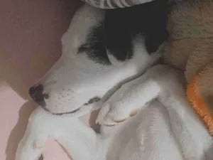 Cachorro raça SRD-ViraLata idade 7 a 11 meses nome Lila