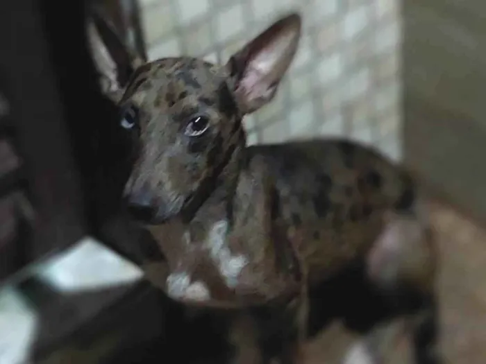 Cachorro ra a SRD-ViraLata idade 2 anos nome Marli