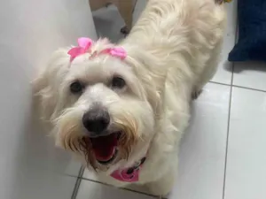 Cachorro raça SRD-ViraLata idade 6 ou mais anos nome Susy