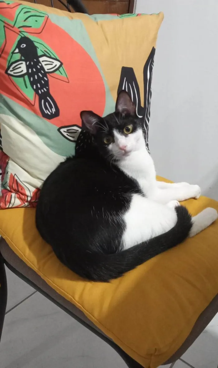 Gato ra a SRD-ViraLata idade 7 a 11 meses nome Greta