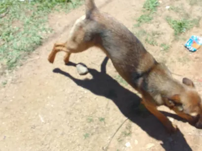 Cachorro raça SRD-ViraLata idade 1 ano nome Maria,estrela,entrelaça