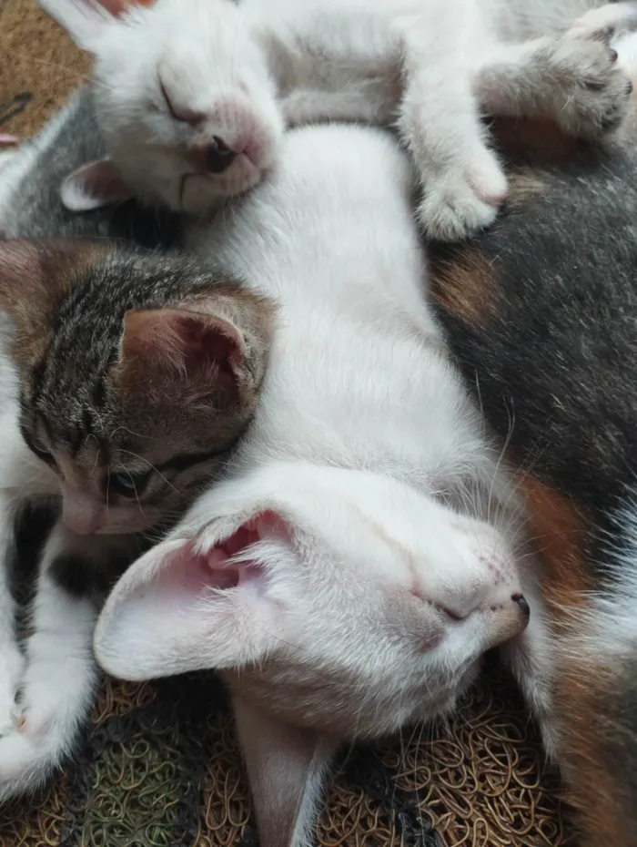 Gato ra a SRD-ViraLata idade Abaixo de 2 meses nome BB's