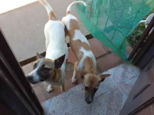 Cachorro raça SRD-ViraLata idade 1 ano nome Maria,estrela,entrelaça