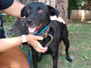 Cachorro raça SRD-ViraLata idade 3 anos nome Ipanema 