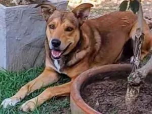 Cachorro raça SRD-ViraLata idade 4 anos nome Marley 