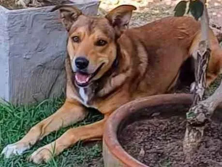 Cachorro ra a SRD-ViraLata idade 4 anos nome Marley 