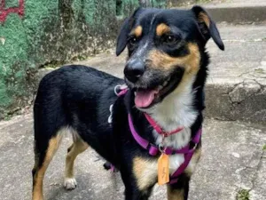 Cachorro raça SRD-ViraLata idade 2 anos nome Bolinha 