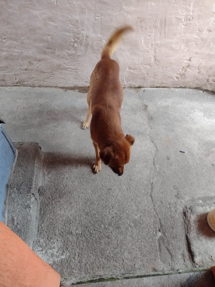 Cachorro ra a SRD-ViraLata idade 6 ou mais anos nome Gordo 