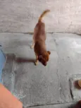 Gordo
