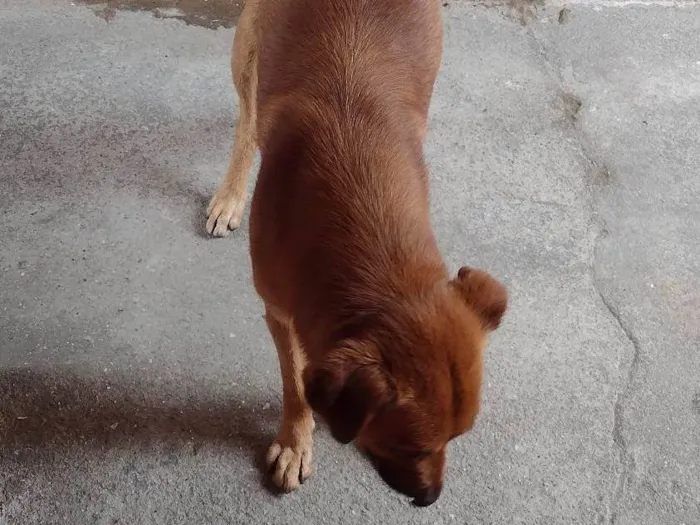 Cachorro ra a SRD-ViraLata idade 6 ou mais anos nome Gordo 