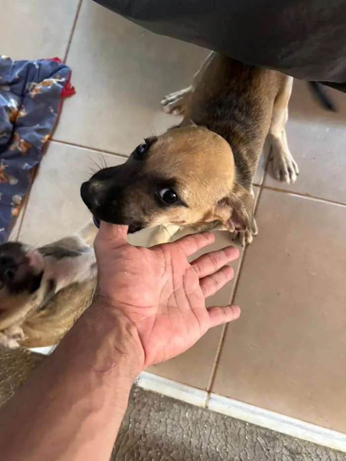 Cachorro ra a SRD-ViraLata idade 2 a 6 meses nome Sem nome