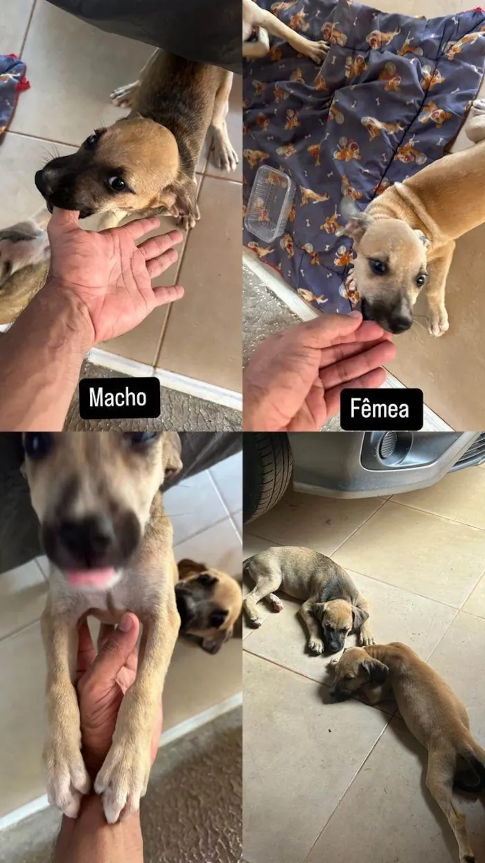 Cachorro ra a SRD-ViraLata idade 2 a 6 meses nome Sem nome