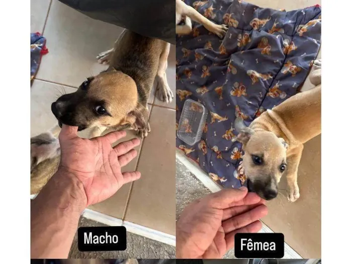 Cachorro ra a SRD-ViraLata idade 2 a 6 meses nome Sem nome