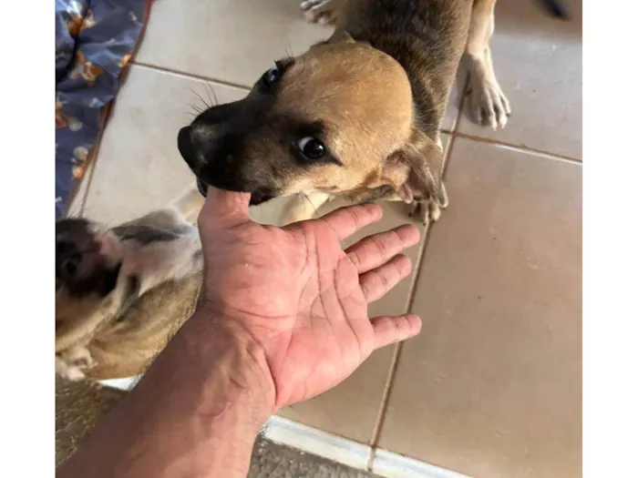 Cachorro ra a SRD-ViraLata idade 2 a 6 meses nome Sem nome