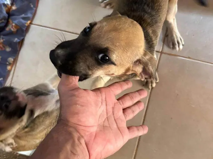 Cachorro ra a SRD-ViraLata idade 2 a 6 meses nome Sem nome