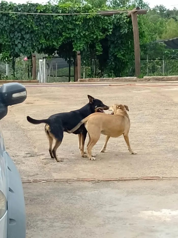 Cachorro ra a SRD-ViraLata idade 2 anos nome Capuccino