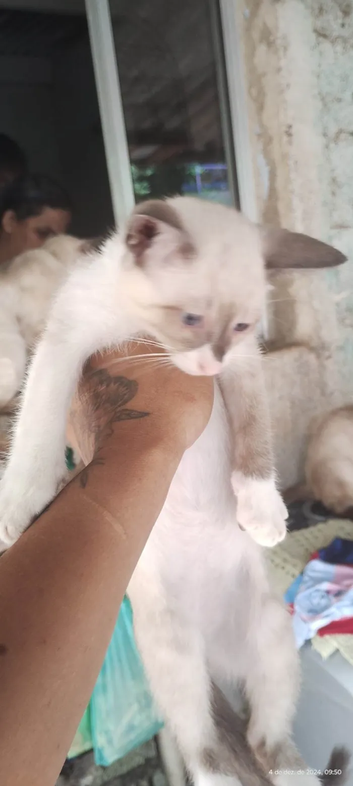 Gato ra a Siamês idade 2 a 6 meses nome Todos Gatos siamês e um preto 