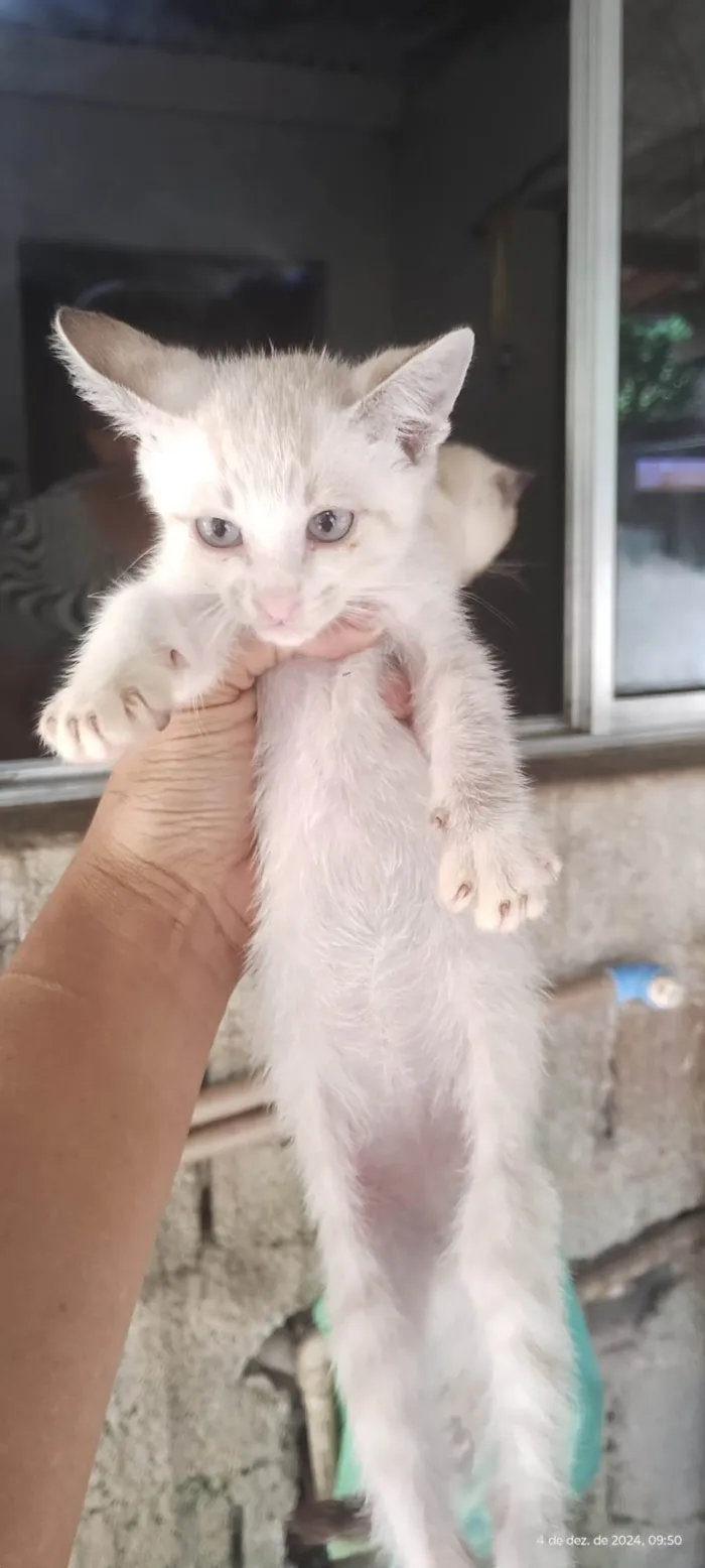 Gato ra a Siamês idade 2 a 6 meses nome Todos Gatos siamês e um preto 