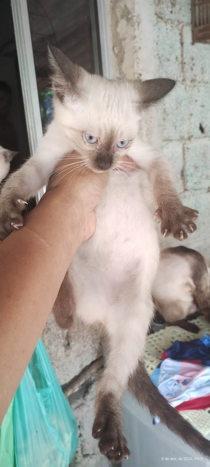 Gato ra a Siamês idade 2 a 6 meses nome Todos Gatos siamês e um preto 