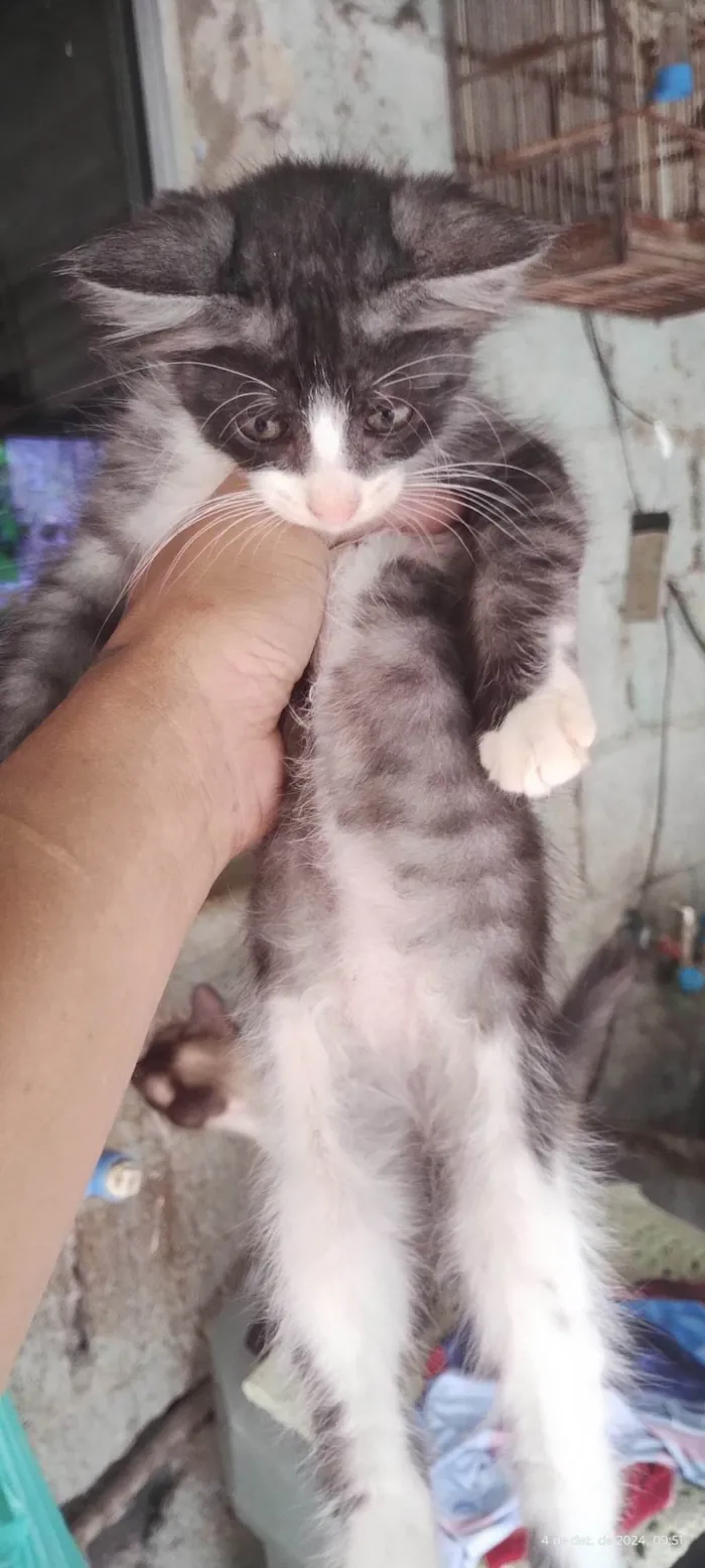 Gato ra a Siamês idade 2 a 6 meses nome Todos Gatos siamês e um preto 