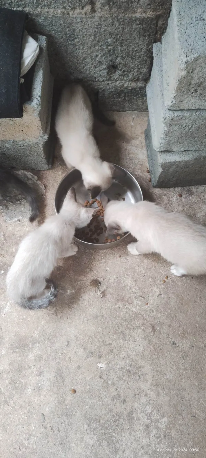 Gato ra a Siamês idade 2 a 6 meses nome Todos Gatos siamês e um preto 