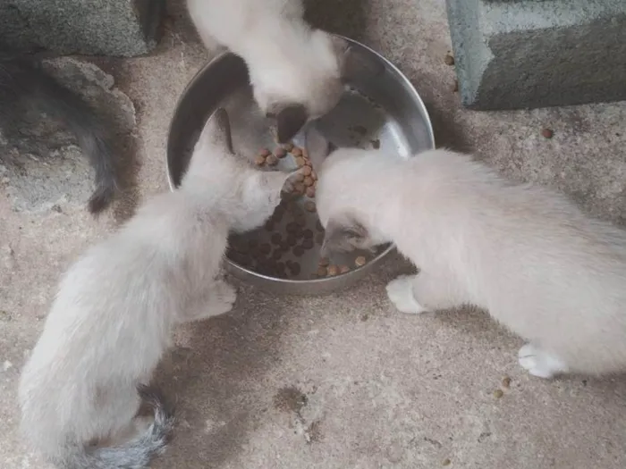 Gato ra a Siamês idade 2 a 6 meses nome Todos Gatos siamês e um preto 