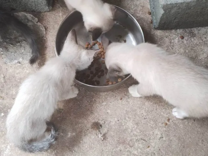 Gato ra a Siamês idade 2 a 6 meses nome Todos Gatos siamês e um preto 