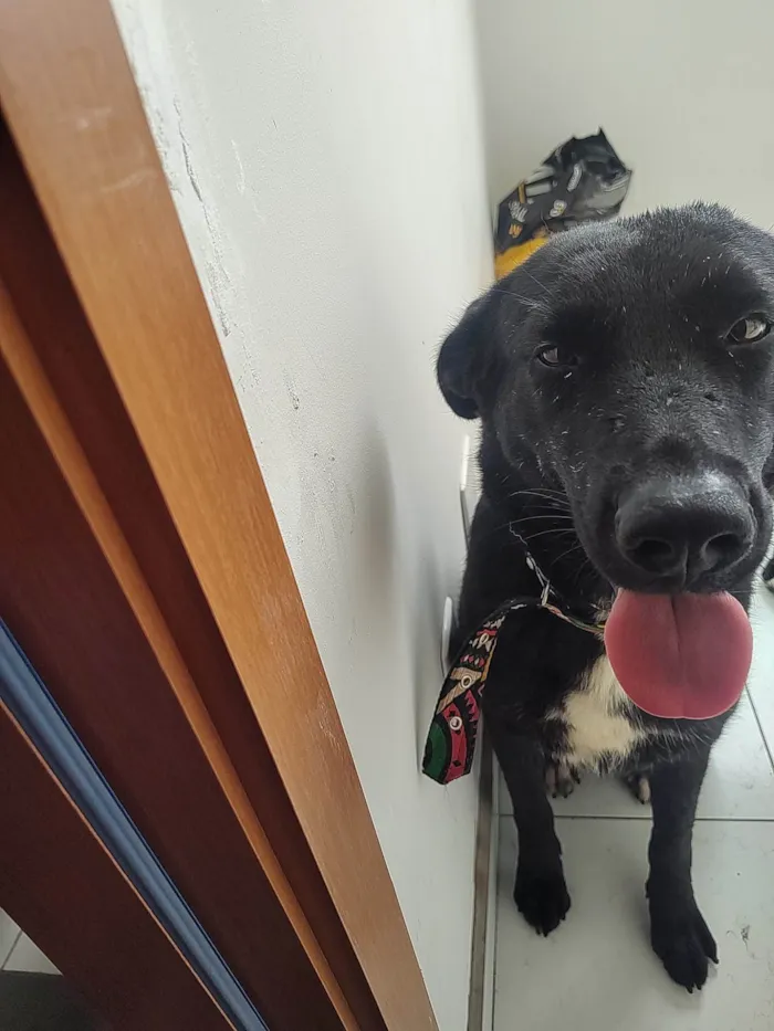 Cachorro ra a SRD-ViraLata idade 2 anos nome Lyhir