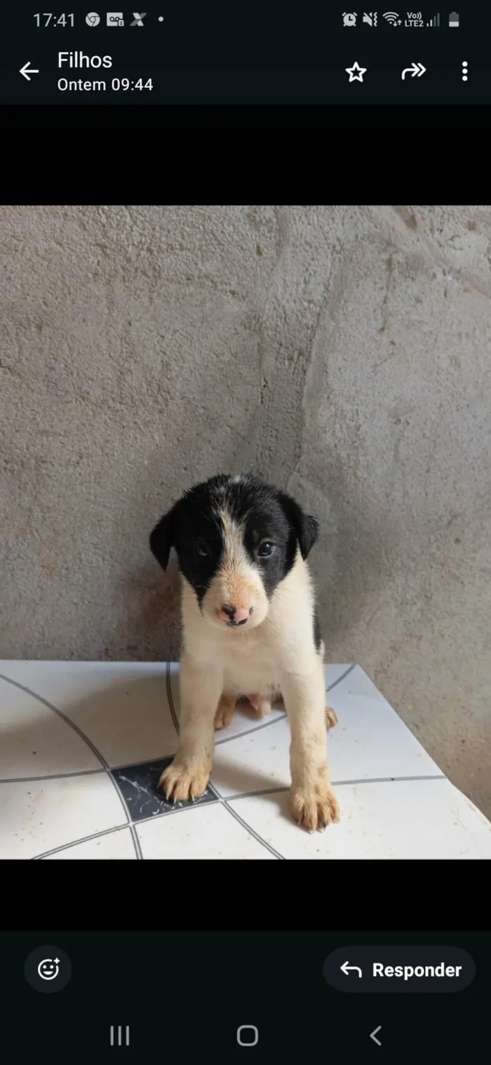 Cachorro ra a SRD-ViraLata idade Abaixo de 2 meses nome Ainda não tem nome