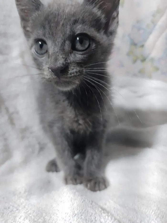 Gato ra a SRD-ViraLata idade Abaixo de 2 meses nome Bento