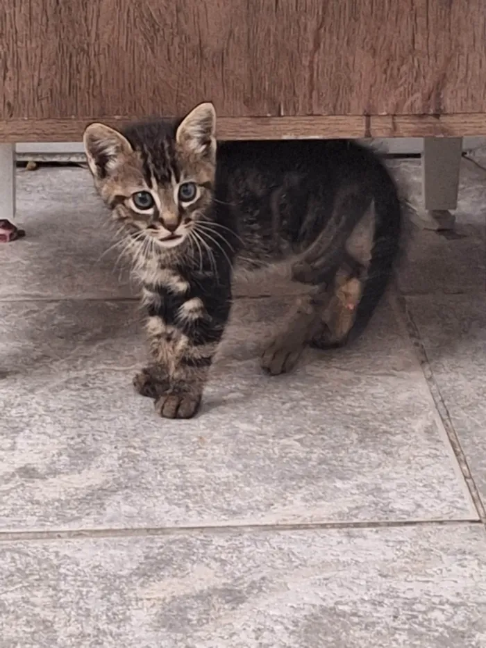 Gato ra a SRD-ViraLata idade 2 a 6 meses nome Simba 