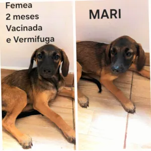 Cachorro raça SRD-ViraLata idade 2 a 6 meses nome MARI