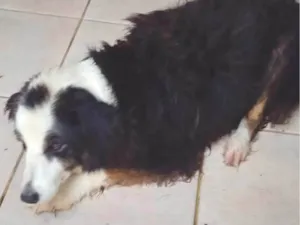 Cachorro raça SRD-ViraLata idade 6 ou mais anos nome Marley