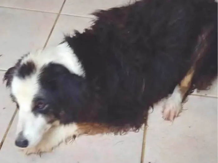 Cachorro ra a SRD-ViraLata idade 6 ou mais anos nome Marley