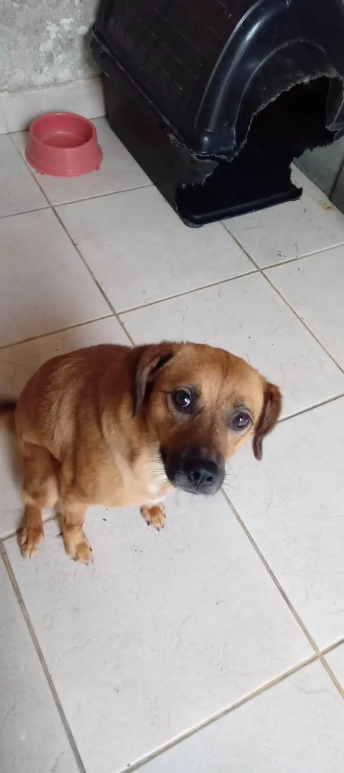 Cachorro ra a SRD-ViraLata idade 5 anos nome Layla