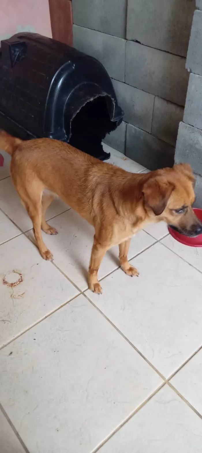 Cachorro ra a SRD-ViraLata idade 5 anos nome Layla