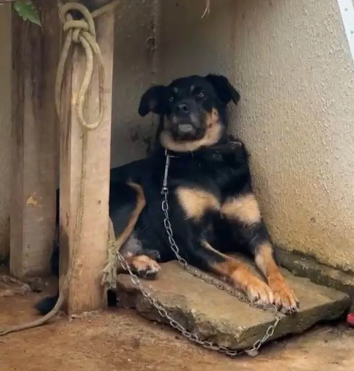 Cachorro ra a Rottweiler mista com Vira-lata idade 5 anos nome Doris