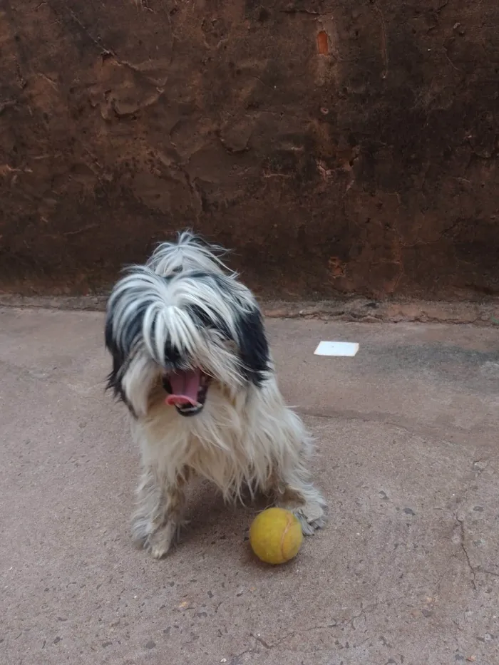 Cachorro ra a SRD-ViraLata idade 2 a 6 meses nome Davi Kaue Coelho