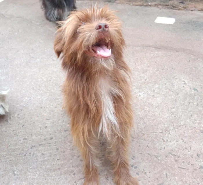 Cachorro ra a SRD-ViraLata idade 2 a 6 meses nome Davi Kaue Coelho