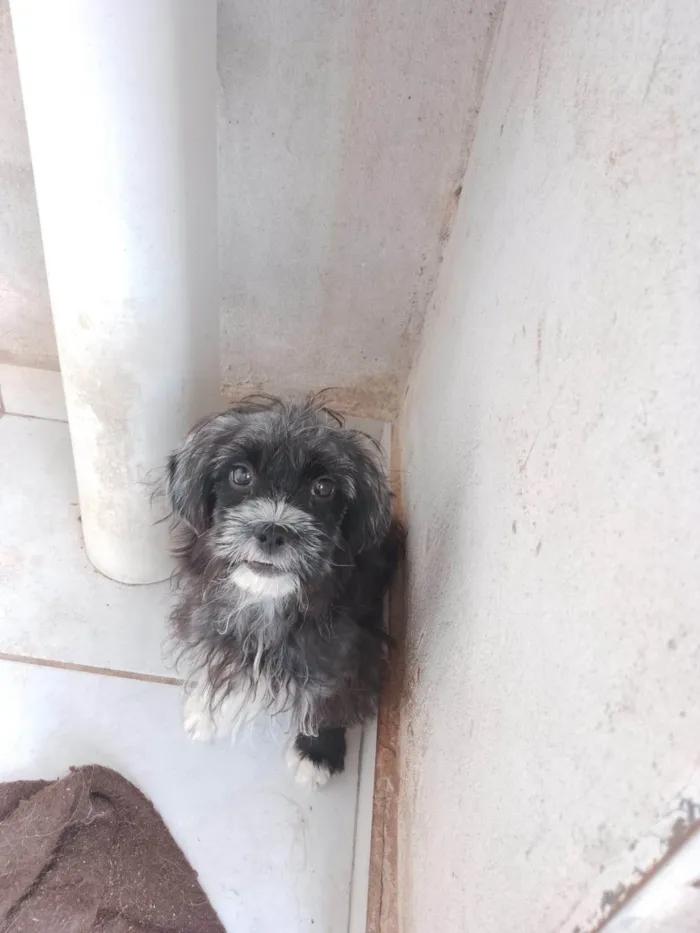 Cachorro ra a SRD-ViraLata idade 2 a 6 meses nome Davi Kaue Coelho