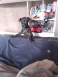 Pantera