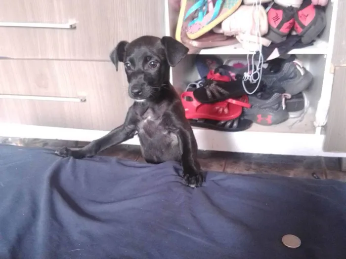 Cachorro ra a SRD-ViraLata idade 2 a 6 meses nome Pantera 