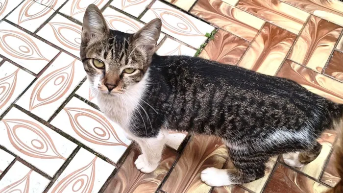 Gato ra a SRD-ViraLata idade 2 a 6 meses nome Violeta 6meses 