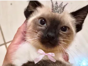 Gato raça Siamês idade 2 a 6 meses nome Alaska bb2meses 