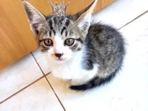 Gato raça SRD-ViraLata idade Abaixo de 2 meses nome Bonbon bb55dias