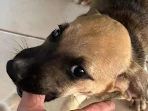 Cachorro raça SRD-ViraLata idade 2 a 6 meses nome Sem nome