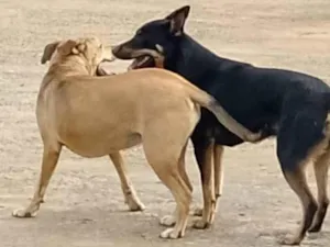 Cachorro raça SRD-ViraLata idade 2 anos nome Capuccino