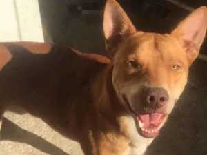 Cachorro raça ainda nao sei ao certo idade 2 anos nome osvaldo 