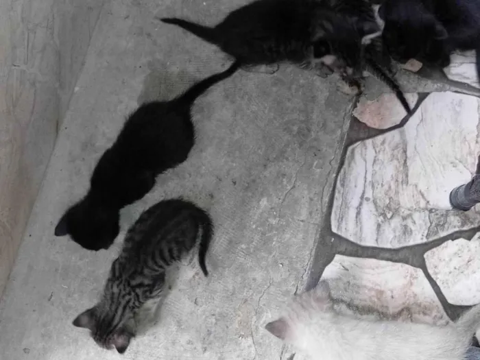 Gato ra a Maine Coon idade Abaixo de 2 meses nome Damires Tereza da Silva